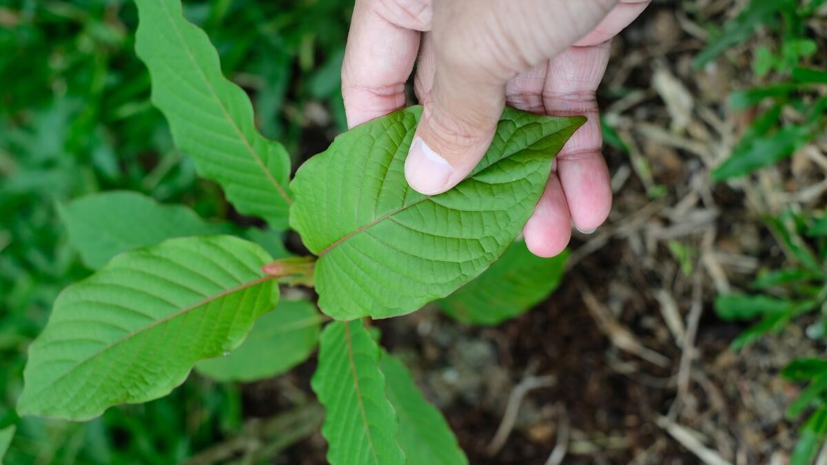 The Comprehensive Guide to Buying Kratom: Everything You Need to Know